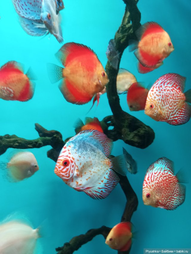 Уля в океанариуме — Куклы Nines d'Onil (Нинес): Миа (Mia)