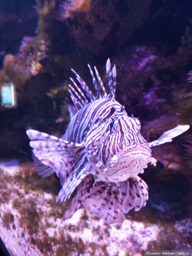 Уля в океанариуме — Куклы Nines d'Onil (Нинес): Миа (Mia) (фото 8)