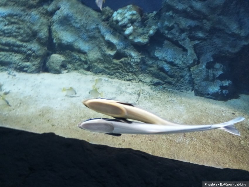 Уля в океанариуме — Куклы Nines d'Onil (Нинес): Миа (Mia) (фото 3)