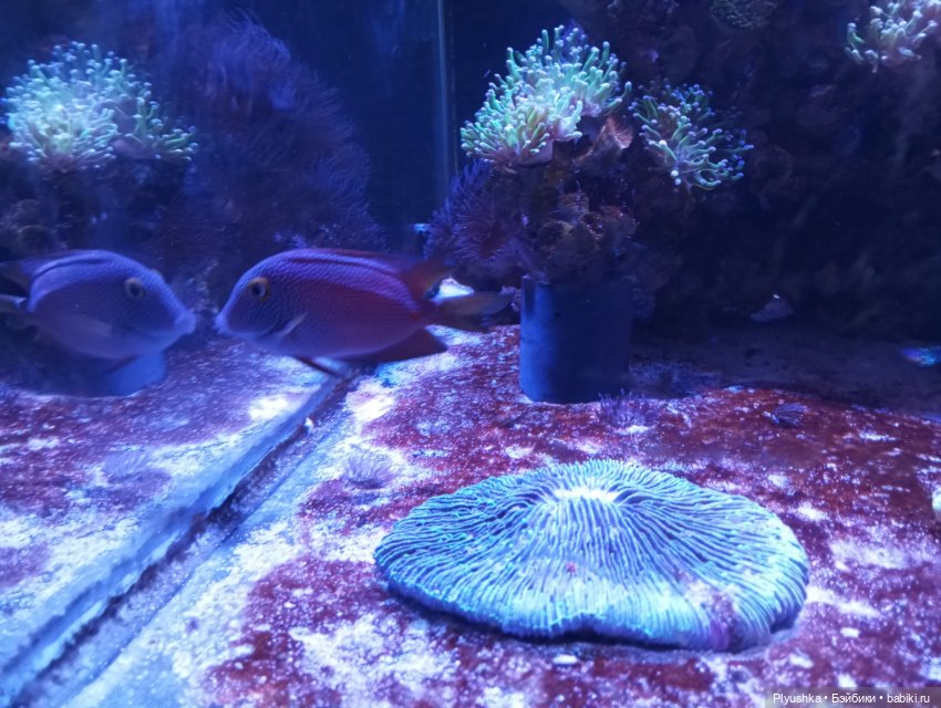 Уля в океанариуме — Куклы Nines d'Onil (Нинес): Миа (Mia) (фото 5)