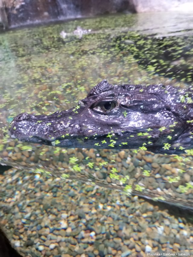 Уля в океанариуме — Куклы Nines d'Onil (Нинес): Миа (Mia)