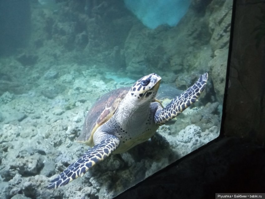 Уля в океанариуме — Куклы Nines d'Onil (Нинес): Миа (Mia)