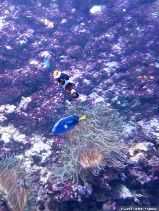 Уля в океанариуме — Куклы Nines d'Onil (Нинес): Миа (Mia)