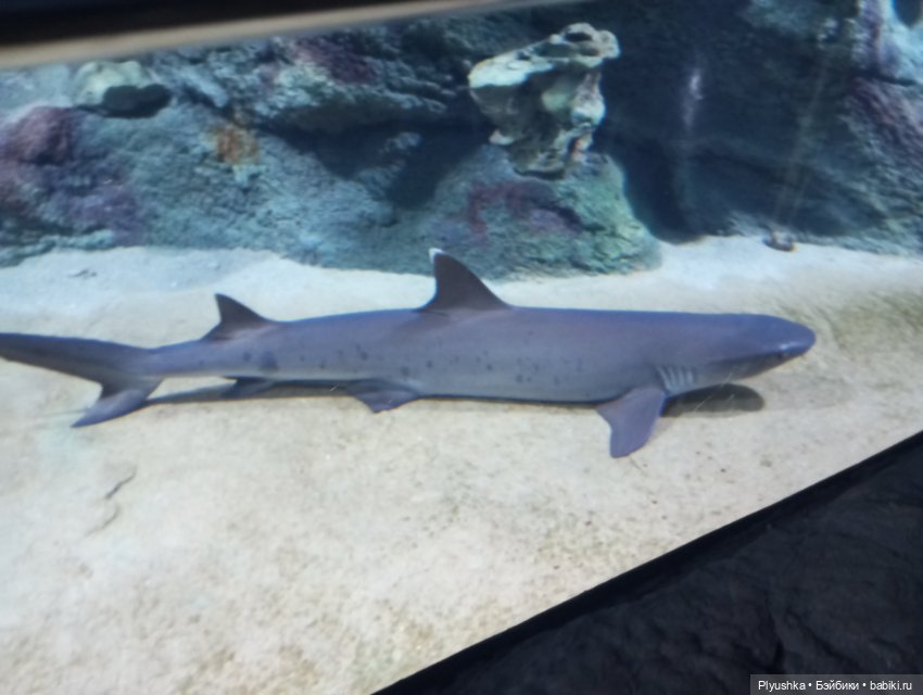 Уля в океанариуме — Куклы Nines d'Onil (Нинес): Миа (Mia) (фото 10)