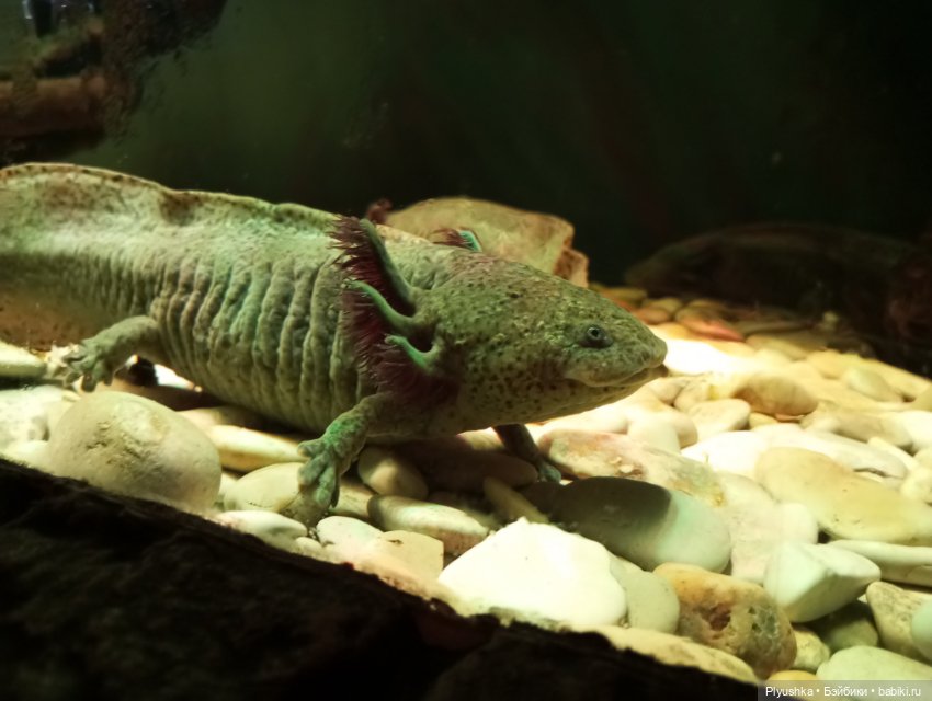 Уля в океанариуме — Куклы Nines d'Onil (Нинес): Миа (Mia)