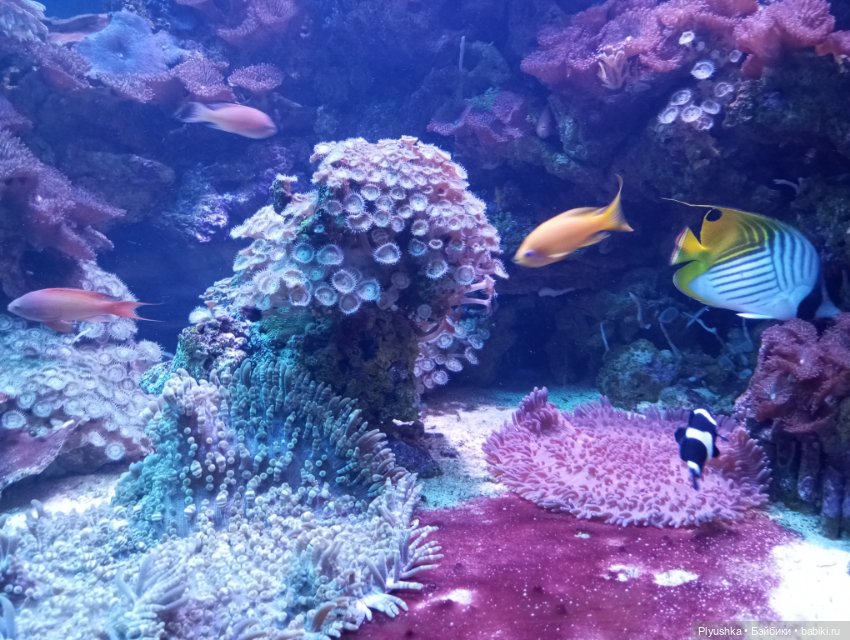 Уля в океанариуме — Куклы Nines d'Onil (Нинес): Миа (Mia)