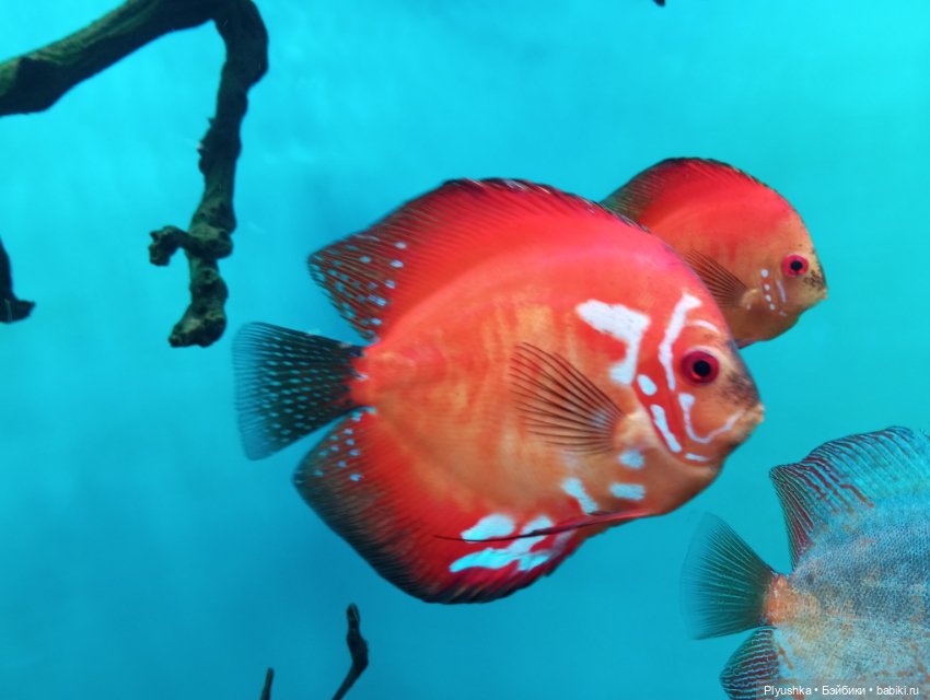 Уля в океанариуме — Куклы Nines d'Onil (Нинес): Миа (Mia)