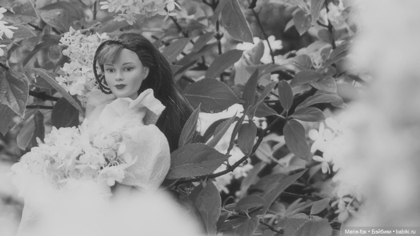 Когда цветут гортензии. Часть вторая. В фокусе Seventeen by Robert Tonner