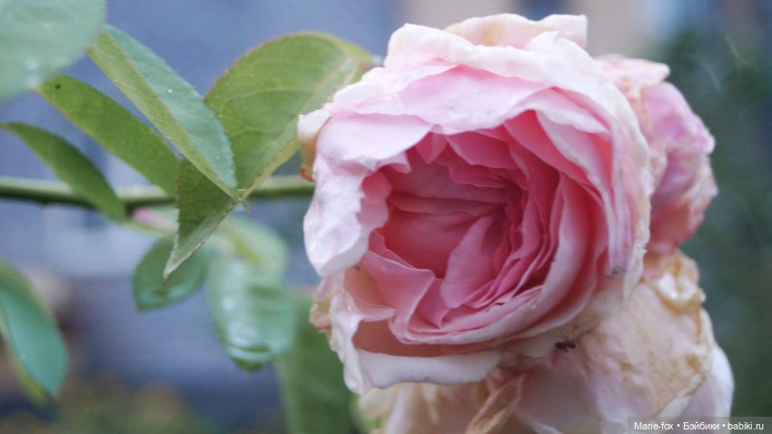 Когда цветут гортензии. Часть третья. Королевишна Miss America (фото 8)