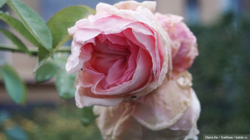 Когда цветут гортензии. Часть третья. Королевишна Miss America (фото 4)