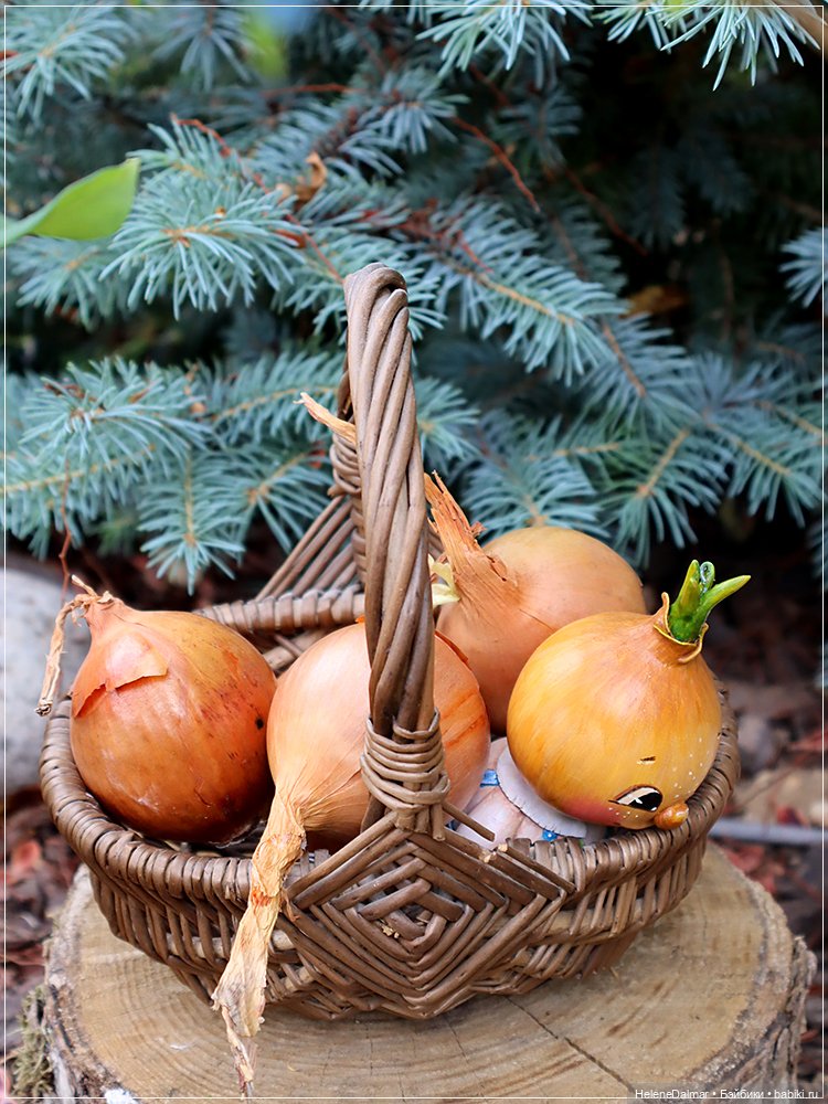 Налепилось за лето — Другие хобби и увлечения: сад (фото 7)