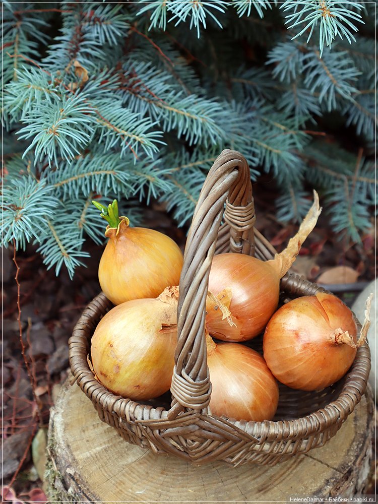 Налепилось за лето — Другие хобби и увлечения: сад (фото 6)