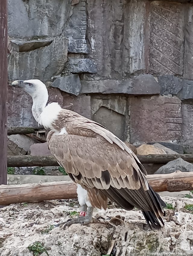 Ася в зоопарке — Российские куклы Весна (фото 2)