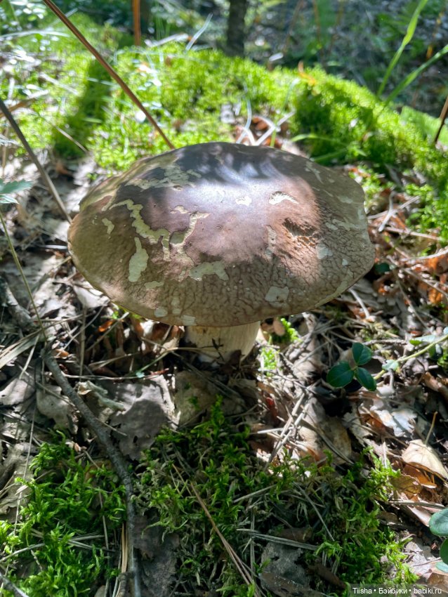 Only Hearts Club близняшки Кариночки