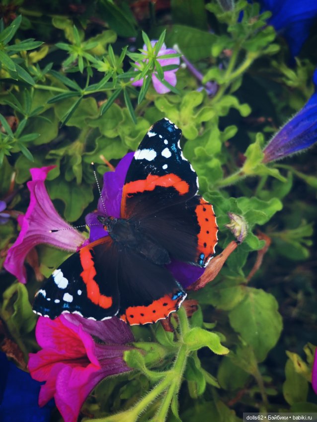 Вместо слов — Домашние фото авторских кукол: личные коллекции