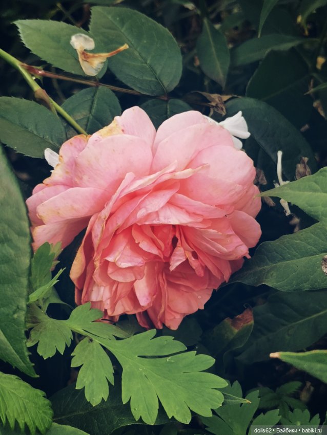 Вместо слов — Домашние фото авторских кукол: личные коллекции (фото 6)