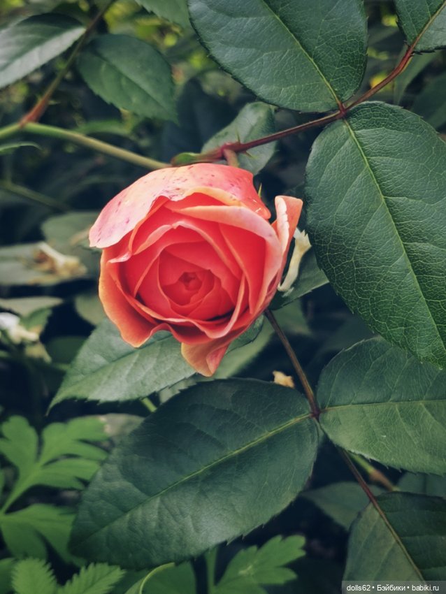 Вместо слов — Домашние фото авторских кукол: личные коллекции (фото 5)