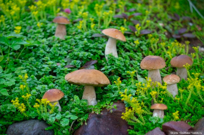 Грибная Фея Вера Kruseiligs