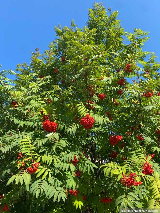 Домашние фото авторских кукол: личные коллекции (фото 9)