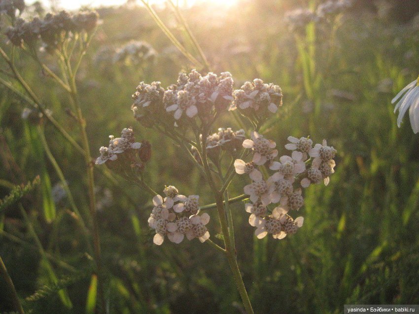 Вот оно какое наше лето — Куклы Paola Reina (Паола Рейна): новинки