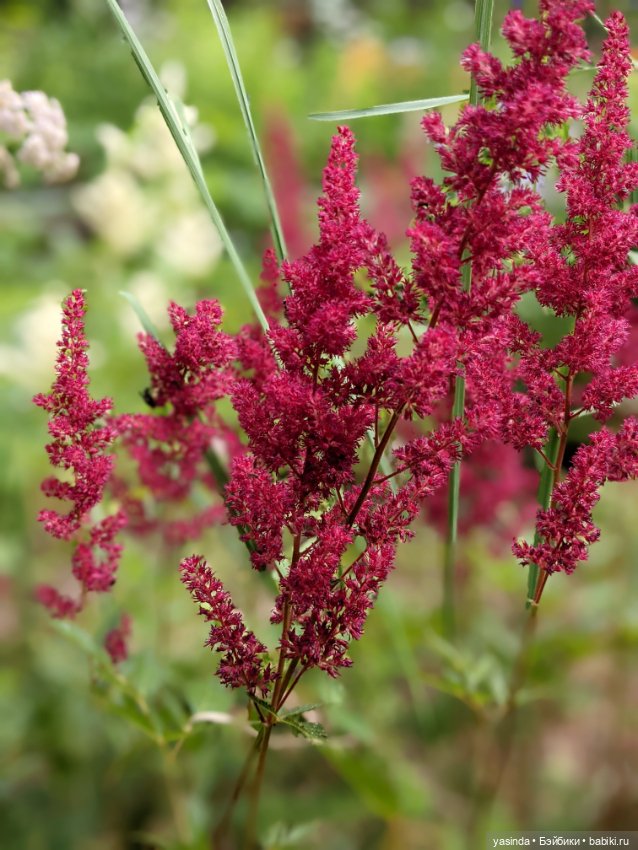 Вот оно какое наше лето — Куклы Paola Reina (Паола Рейна): новинки