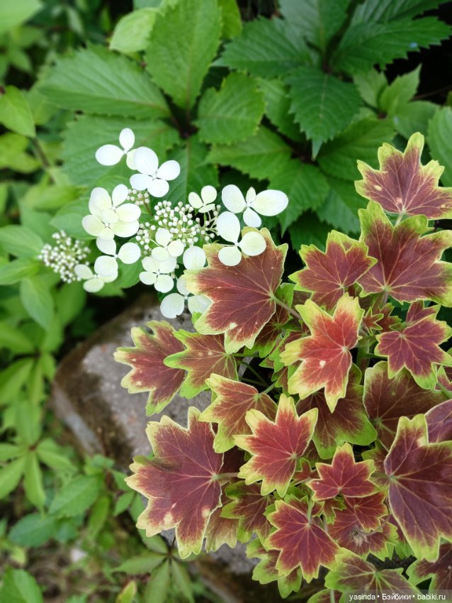 Вот оно какое наше лето — Куклы Paola Reina (Паола Рейна): новинки (фото 6)