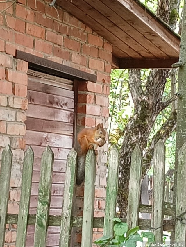 Вот оно какое наше лето — Куклы Paola Reina (Паола Рейна): новинки