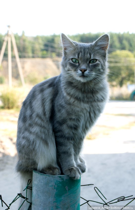 Осенние цветы — Куклы Dollshe Craft (Доллше): BJD (БЖД) (фото 10)