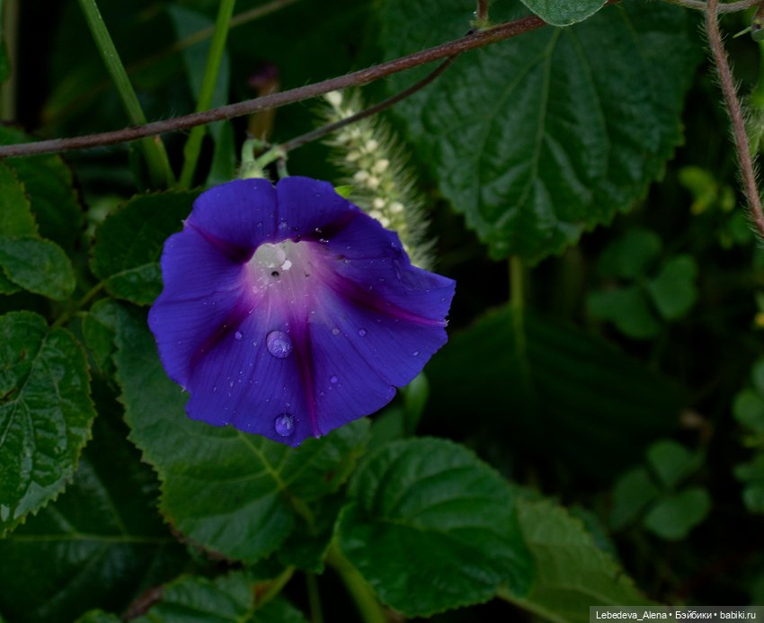 Осенние цветы — Куклы Dollshe Craft (Доллше): BJD (БЖД) (фото 7)