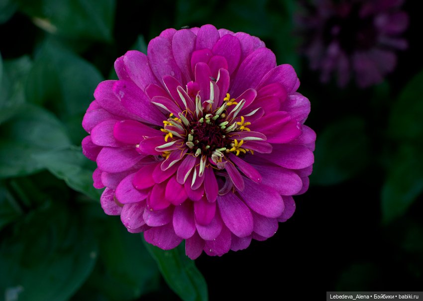 Осенние цветы — Куклы Dollshe Craft (Доллше): BJD (БЖД) (фото 9)