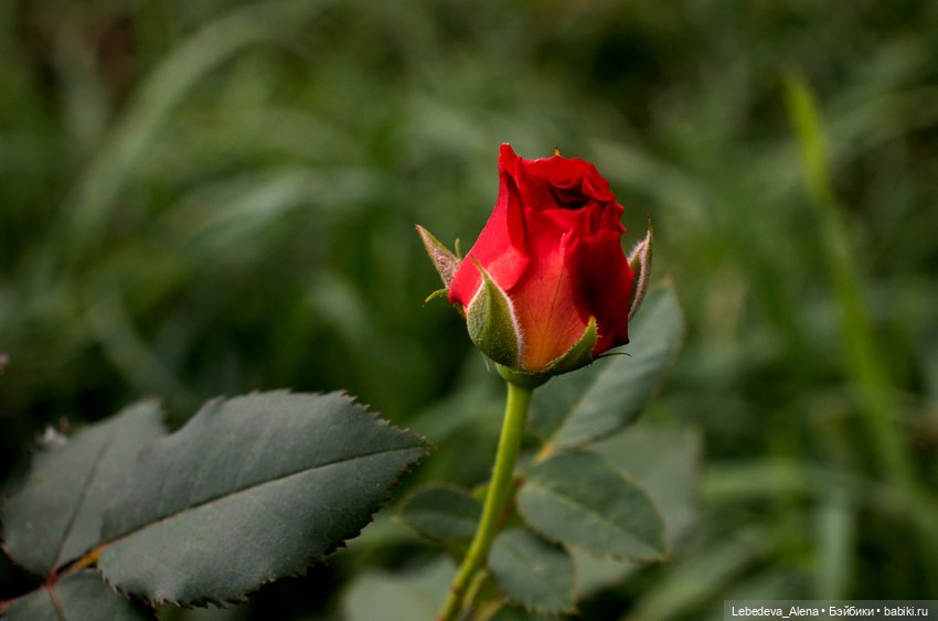 Осенние цветы — Куклы Dollshe Craft (Доллше): BJD (БЖД) (фото 8)