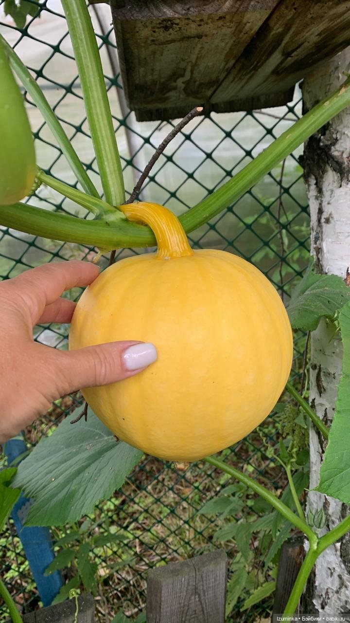 ... Тыковка моя 🤗 — Домашние фото авторских кукол: личные коллекции (фото 2)