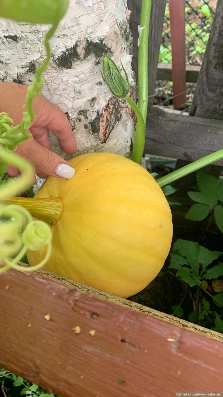 ... Тыковка моя 🤗 — Домашние фото авторских кукол: личные коллекции