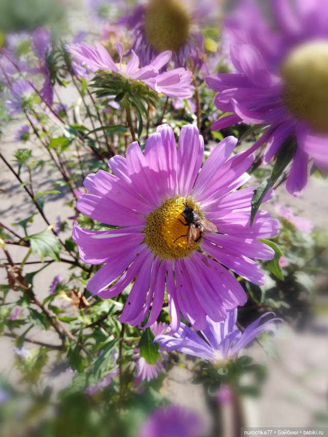 Про Нафочку. До свидания, Лето