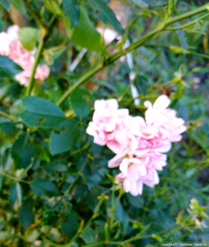 Про Нафочку. До свидания, Лето (фото 9)