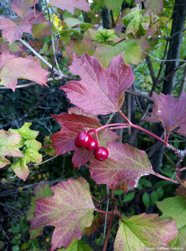 Не букетный август — Гибриды шарнирных кукол (не БЖД): подбор тела (фото 5)
