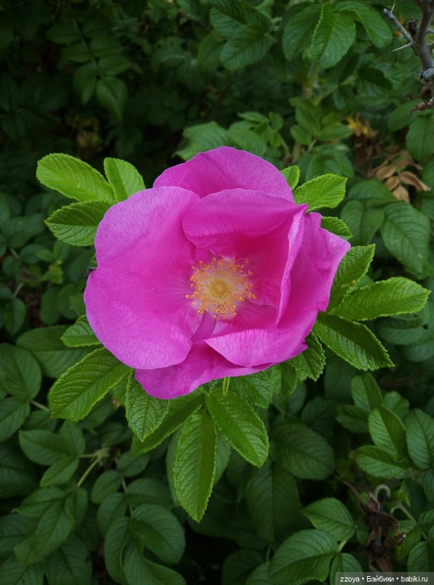 Не букетный август — Гибриды шарнирных кукол (не БЖД): подбор тела (фото 9)