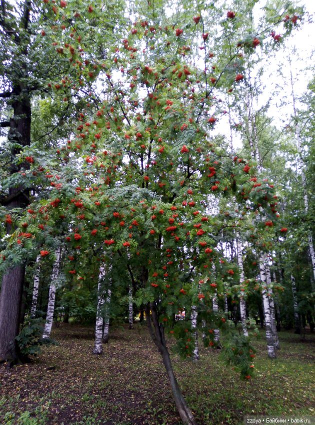 Не букетный август — Гибриды шарнирных кукол (не БЖД): подбор тела