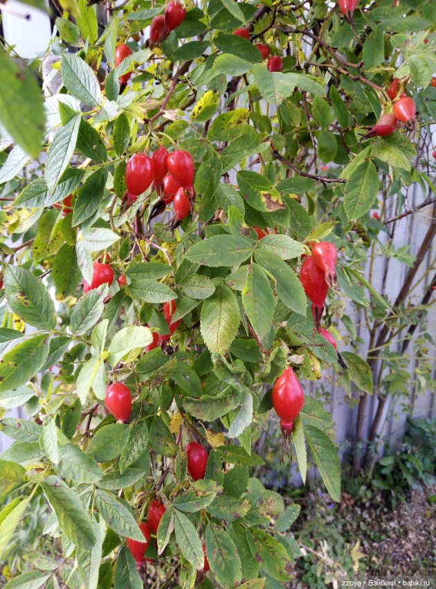 Не букетный август — Гибриды шарнирных кукол (не БЖД): подбор тела