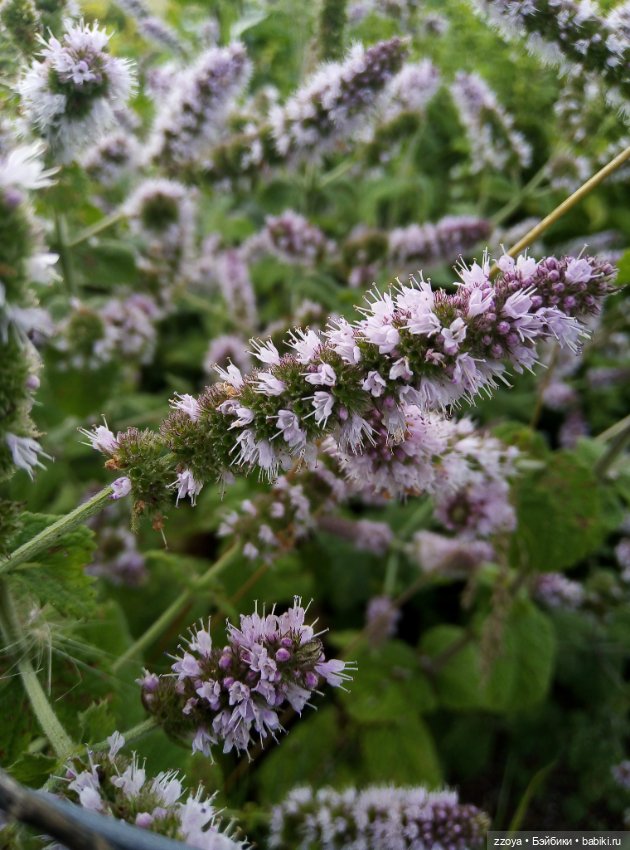 Не букетный август — Гибриды шарнирных кукол (не БЖД): подбор тела (фото 7)