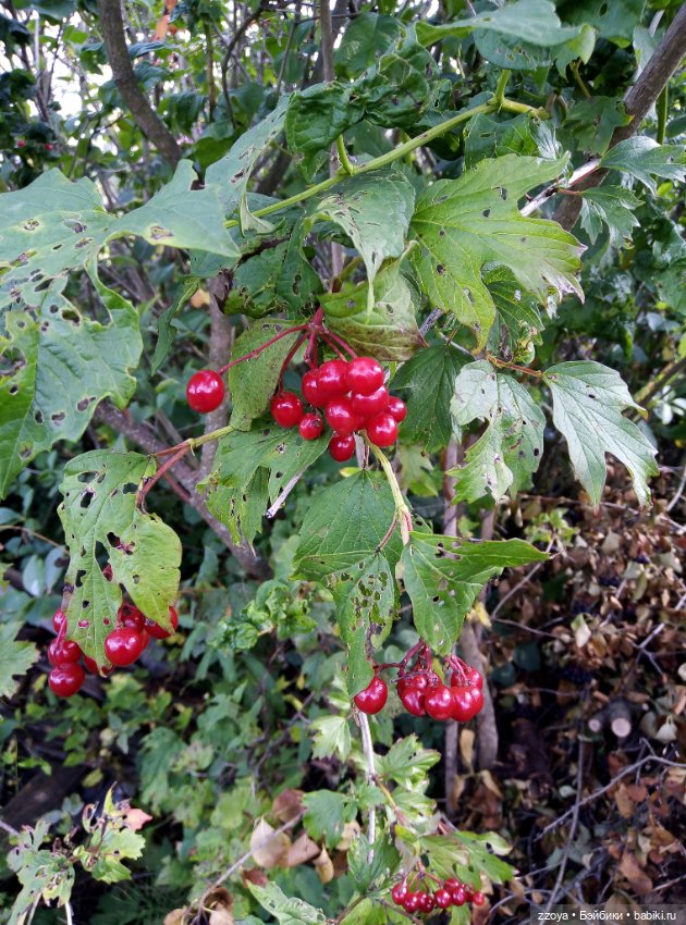 Не букетный август — Гибриды шарнирных кукол (не БЖД): подбор тела