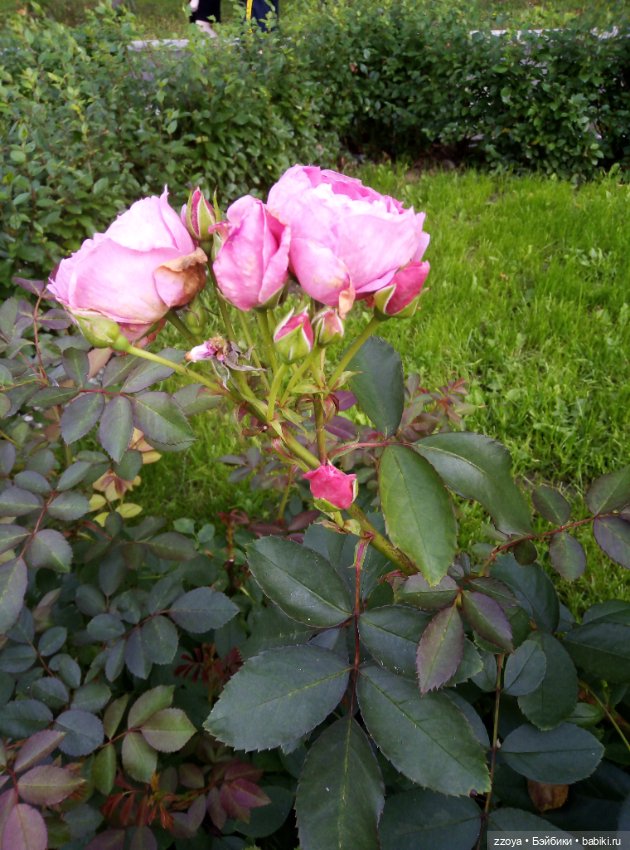 Не букетный август — Гибриды шарнирных кукол (не БЖД): подбор тела