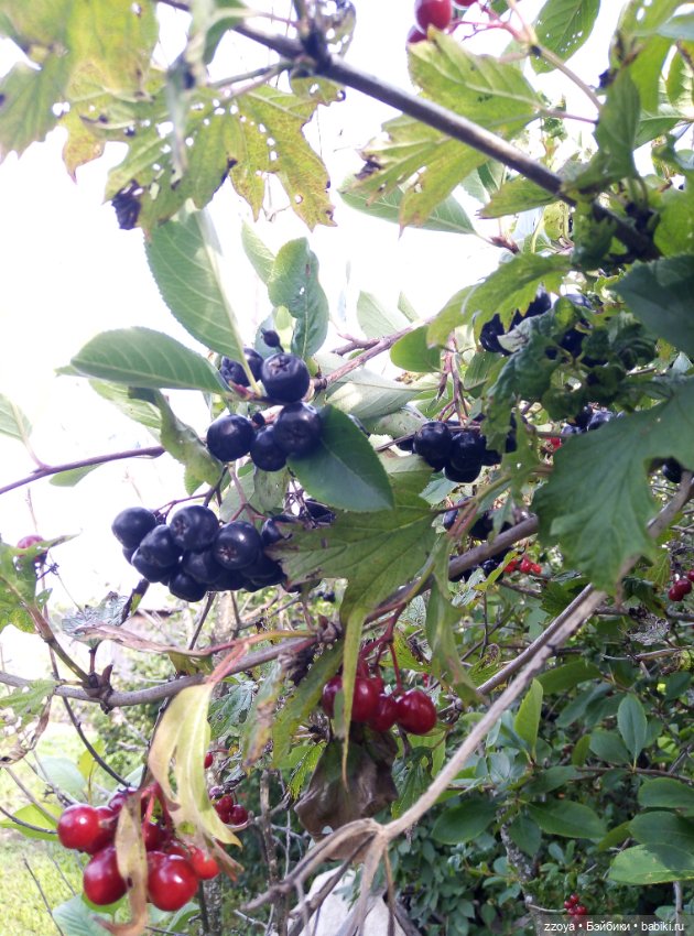 Не букетный август — Гибриды шарнирных кукол (не БЖД): подбор тела (фото 3)