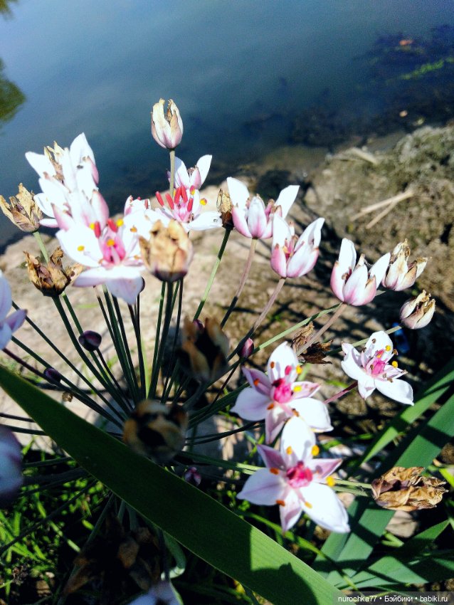 Про Нафочку. До свидания, Лето