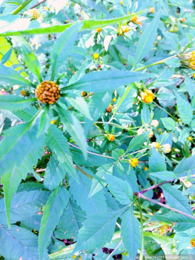 Про Нафочку. До свидания, Лето