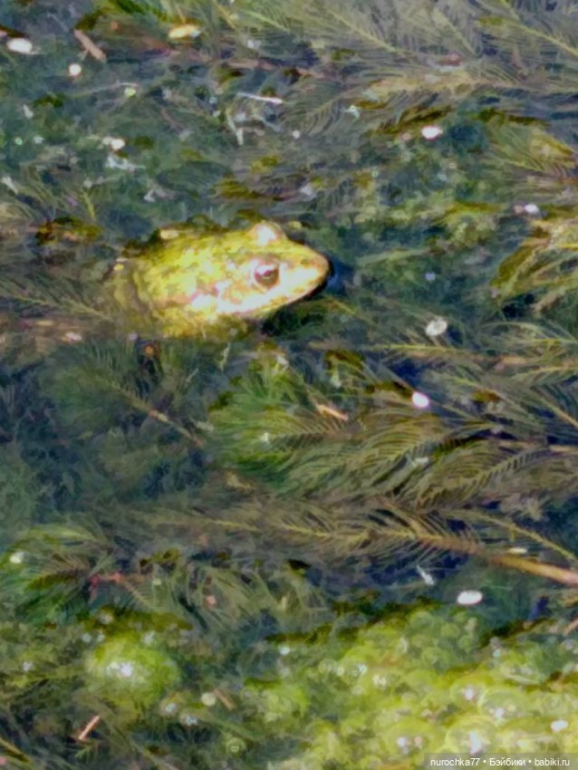 Про Нафочку. До свидания, Лето