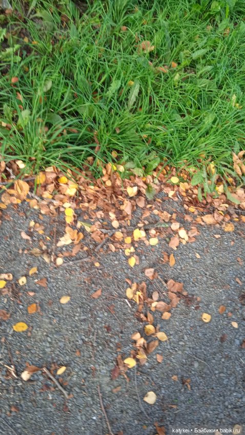 День благодарности рыжим котам 2024