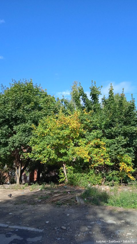 День благодарности рыжим котам 2024