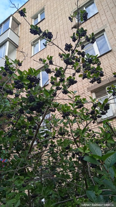 День благодарности рыжим котам 2024