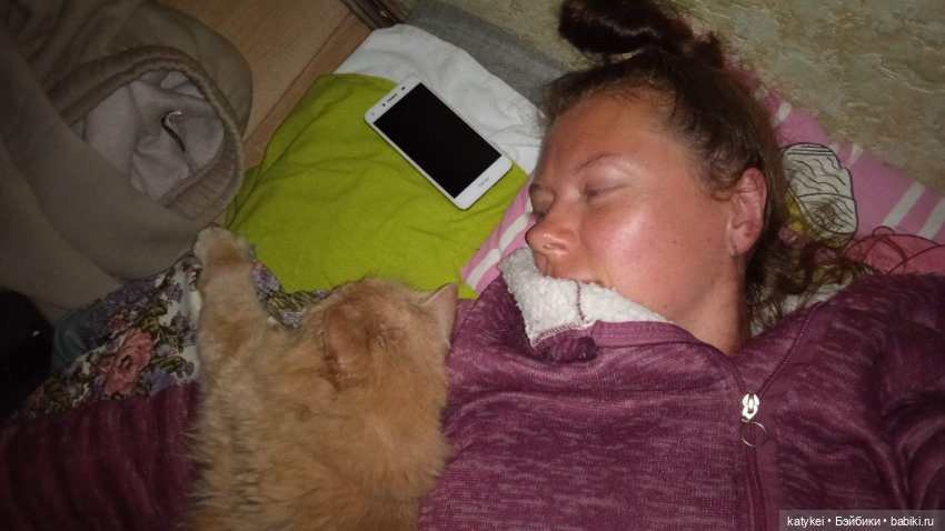 День благодарности рыжим котам 2024